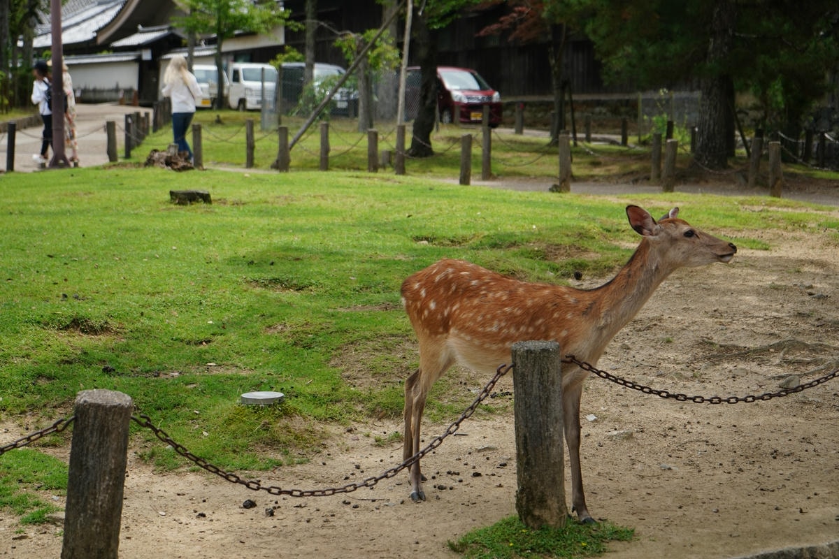Must-See Nara Attractions: Exploring Japan’s Most Ancient Temples - 第2張圖 Nara Park