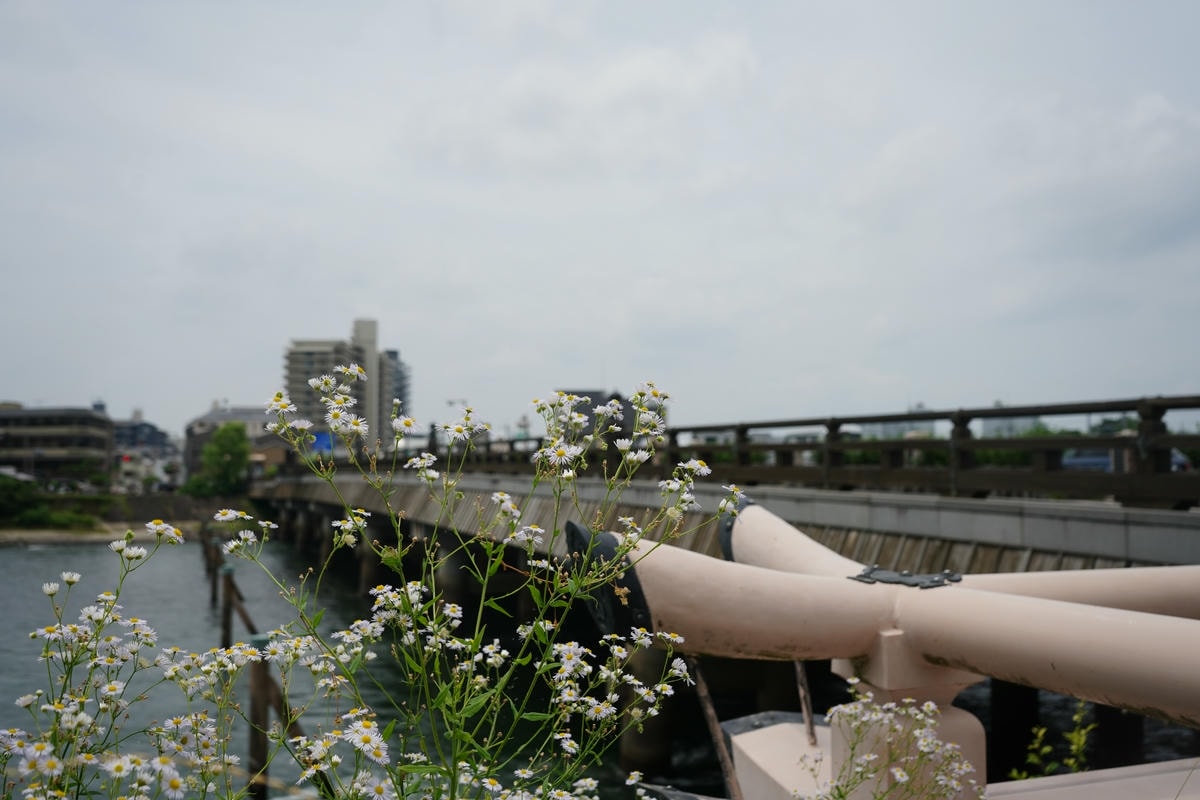 Matcha, History, and Heritage: Exploring the Best Uji Attractions - 第9張圖 Uji Bridge surroundings