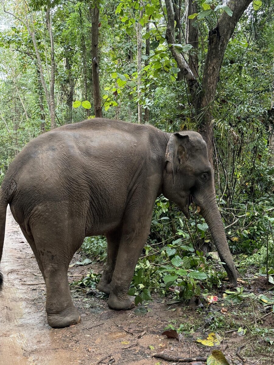 Elephant interaction time