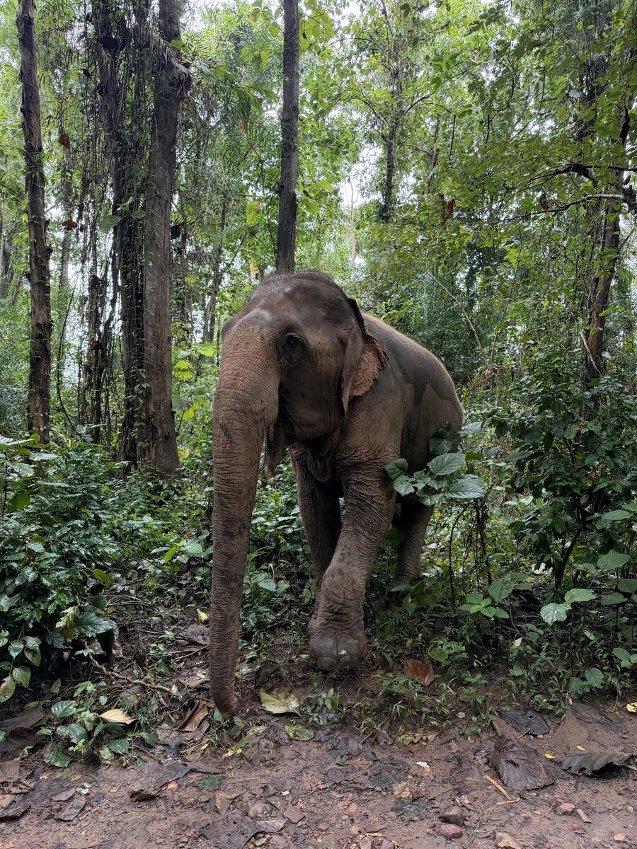 Elephant interaction time