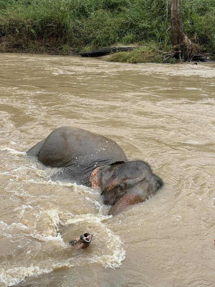 Elephant interaction time