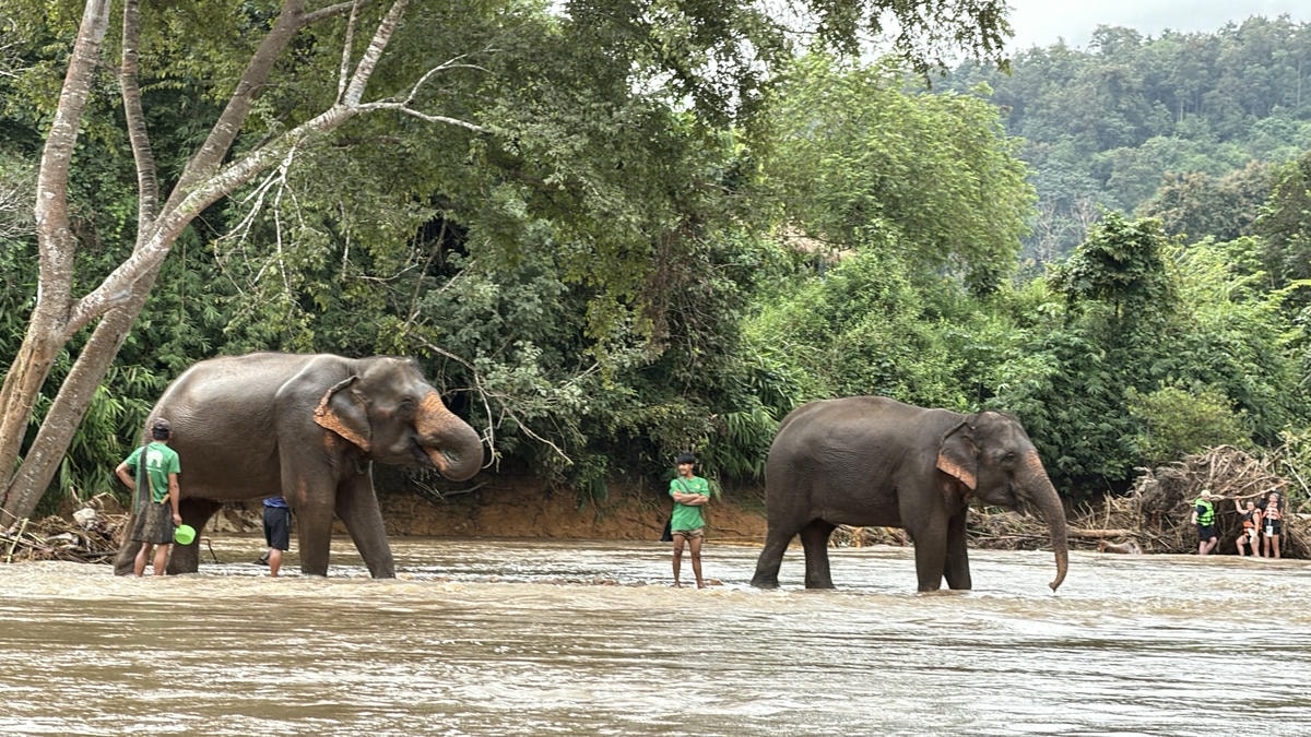 Bamboo Rafting