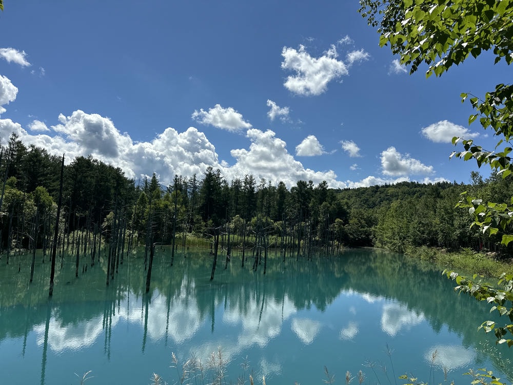 美瑛景點必去清單!北海道最美丘陵、夢幻青池完整攻略 - 第1張圖 美瑛景點必去清單!北海道最美丘陵、夢幻青池完整攻略