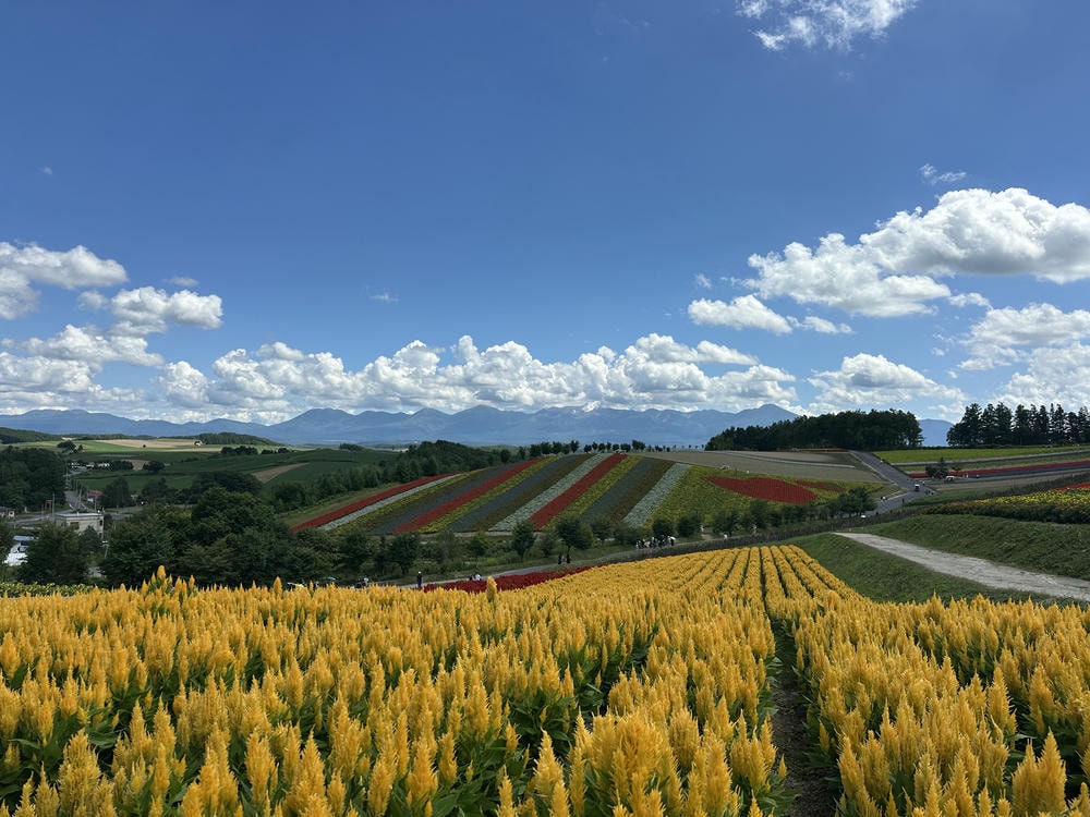 美瑛景點必去清單!北海道最美丘陵、夢幻青池完整攻略 - 第10張圖 美瑛景點必去清單!北海道最美丘陵、夢幻青池完整攻略