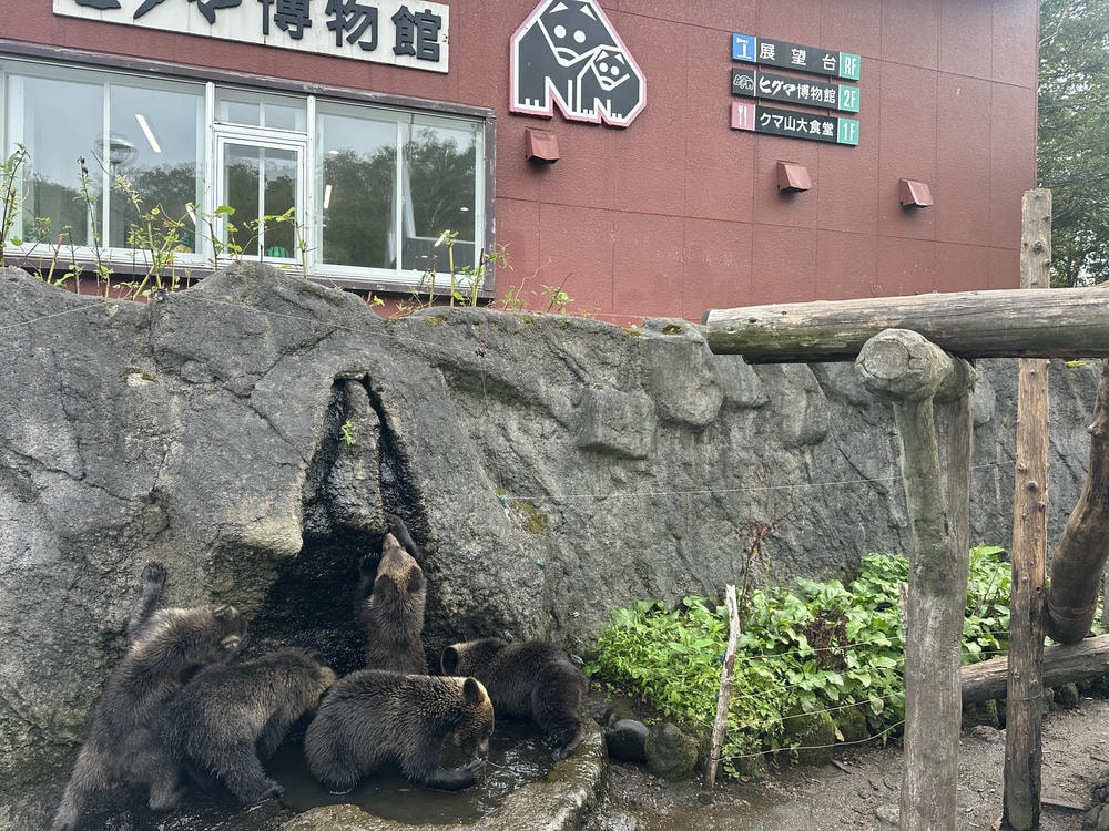 登別溫泉以外還能去哪?私藏登別景點分享! - 第16張圖 登別棕熊牧場